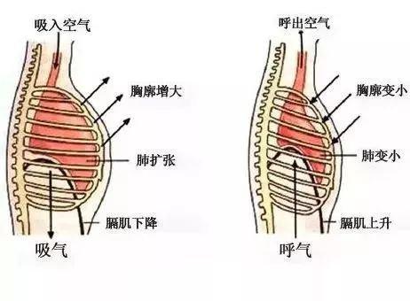 医生常用的解剖学、内外科口诀