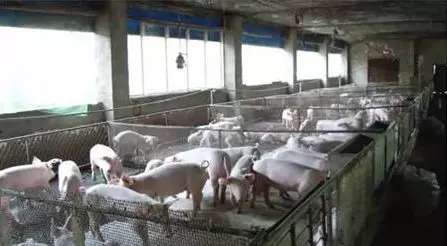 猪泪斑什么原因造成的,猪眼有泪斑是怎么回事