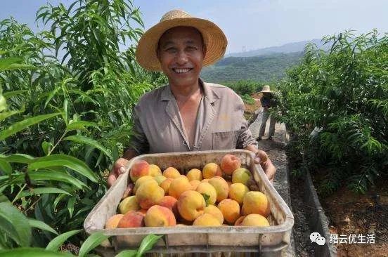 雅宅苦槠豆腐,雅宅苦槠腐