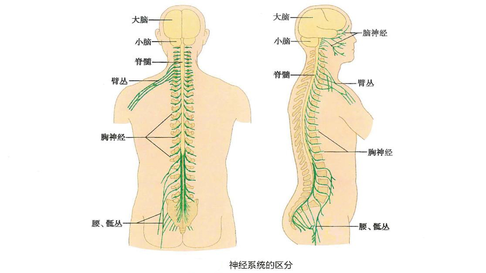有一种疼叫神经疼后遗症,有一种痛叫肋间神经痛