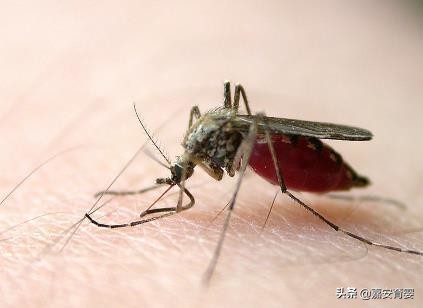 乙肝产妇月嫂敢接吗,月嫂可以照顾有乙肝阳性的产妇吗