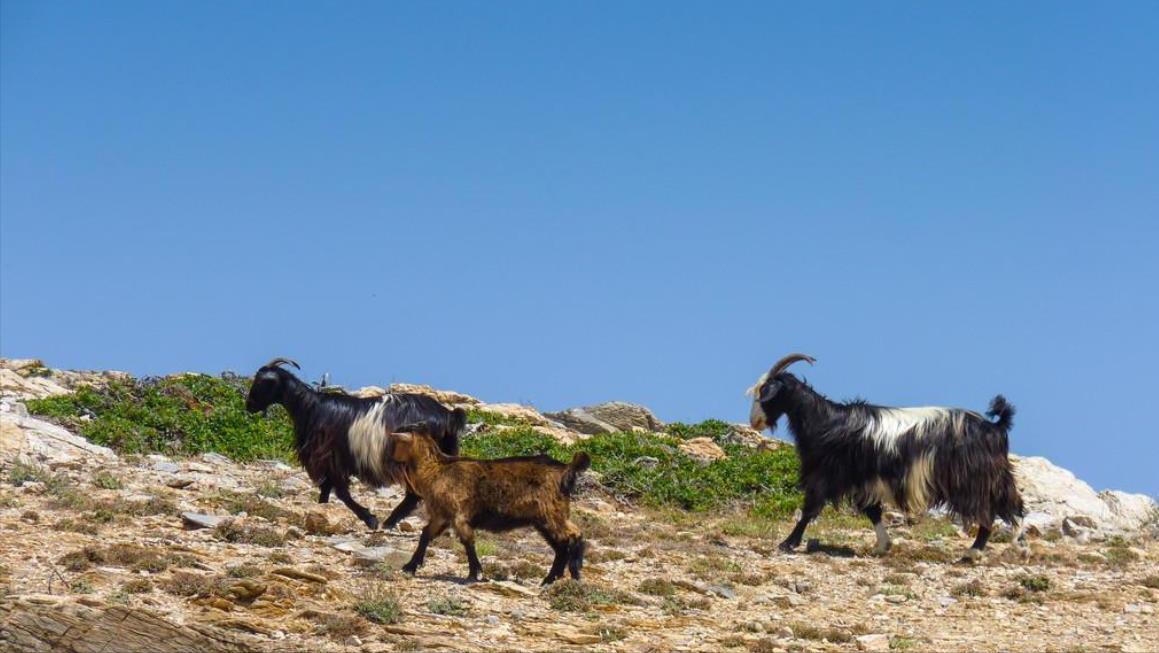 澳大利亚野山羊为什么不出口,澳大利亚野山羊不能吃吗
