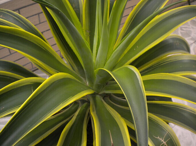 什么花在室内除甲醛效果最好,新装修的房子养什么花除甲醛