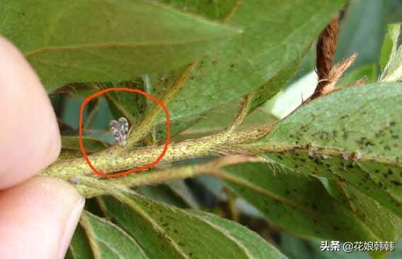杜鹃花红蜘蛛什么症状,杜鹃花红蜘蛛病图片