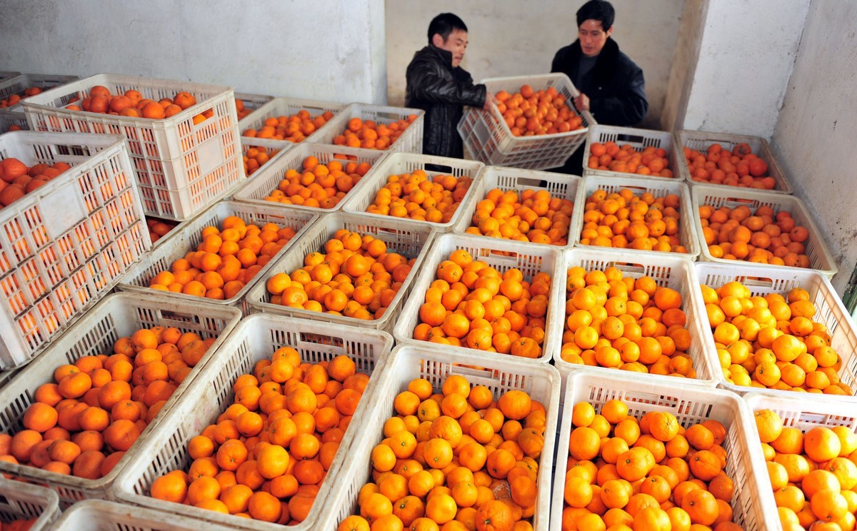 干货如何打造个人品牌店铺,爆品农产品制作