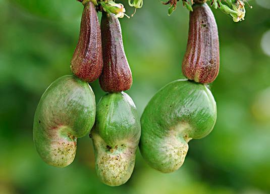 腰果原来的果是怎样的,腰果的原始形态