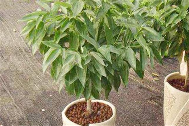 平安树叶的养护方法,平安树的养护方法和注意事项