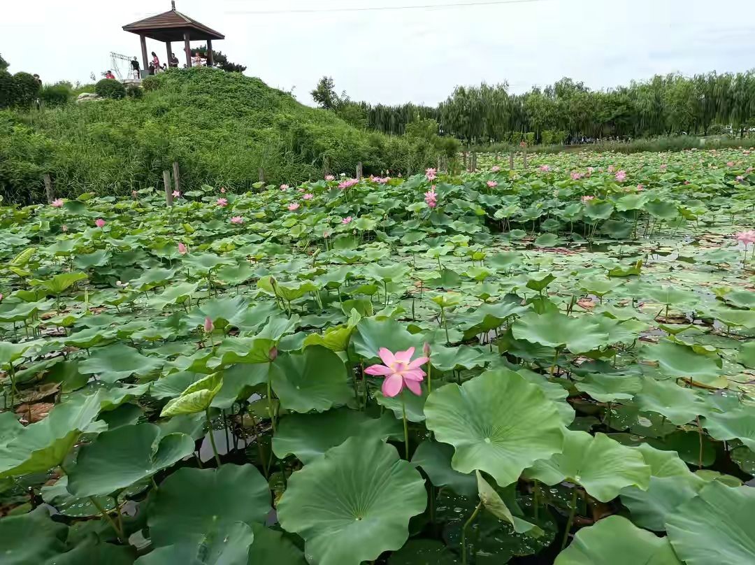 西部的陆家嘴,咸阳高新区创业湾最新进度
