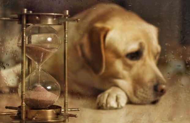 狗狗也会有“大姨妈”？！狗狗发情期需要注意什么？