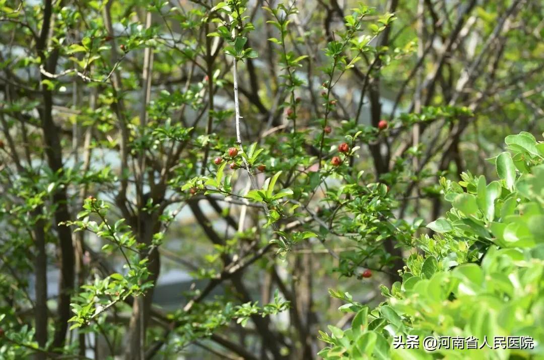 急性心梗心脏骤停救活几率,超急性期心肌梗死怎么办