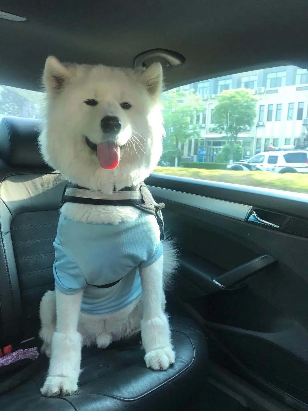 和宠物交流说什么,宠物谈恋爱怎么回事