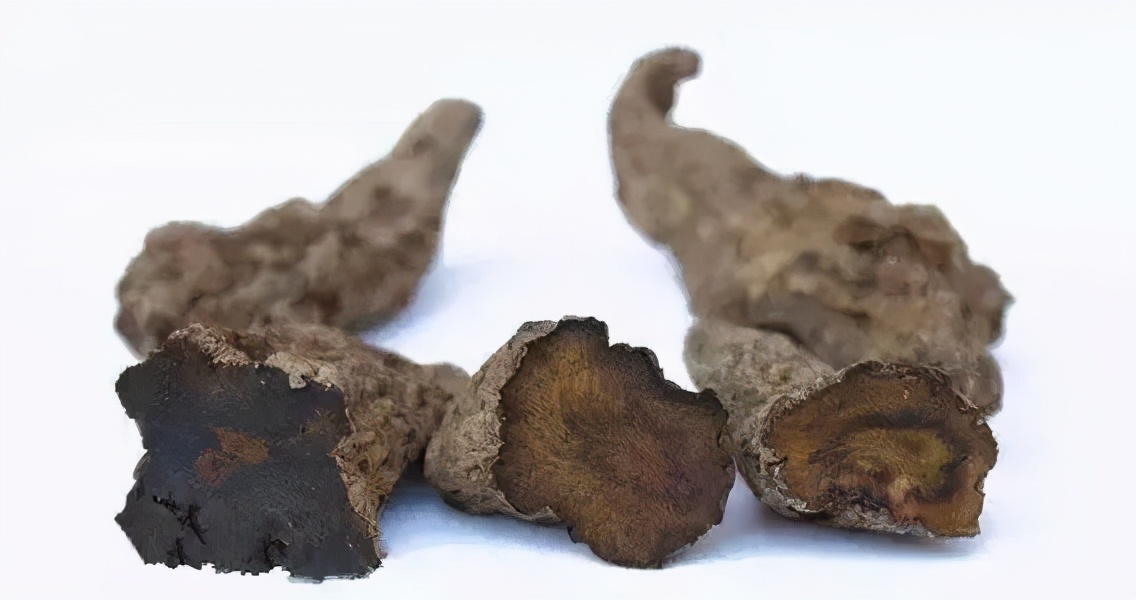 养生知药|生地黄