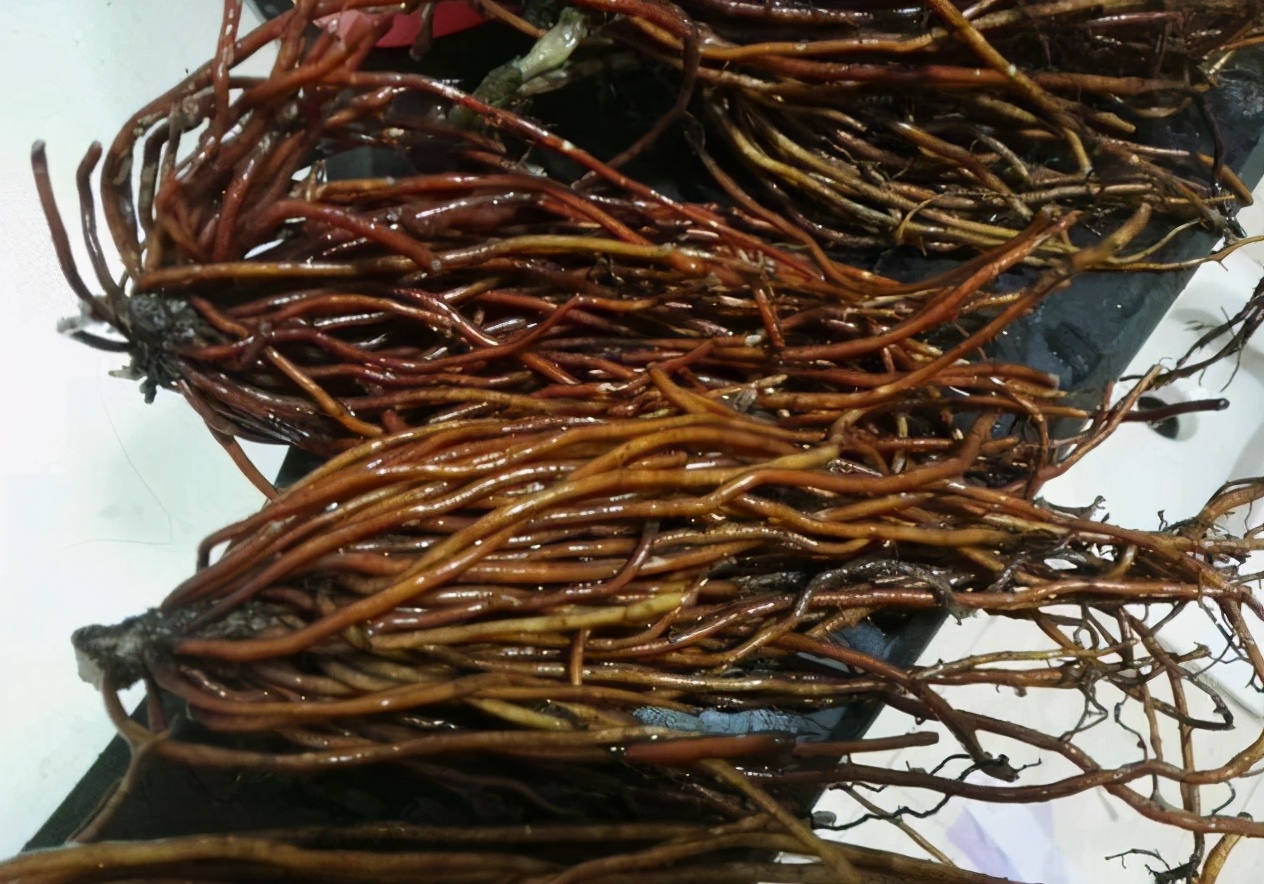 盘点我买过的所有付费模组,盘点那些买了假花的视频