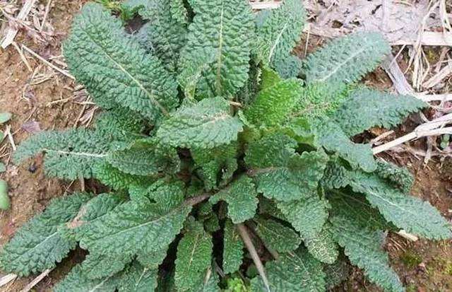 农村的野花野草哪几种可以吃,常见的野花野草却是农家之宝