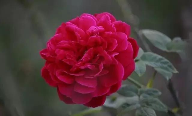 100种玫瑰图片大全,100种玫瑰鲜花你认识吗