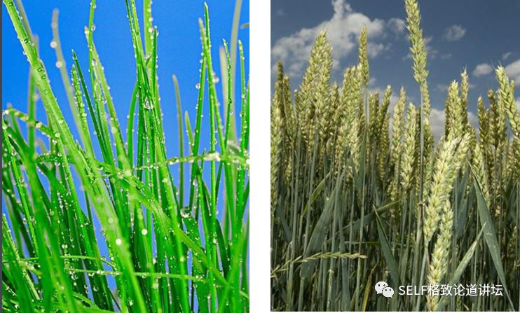 关于恐龙的研究详细,恐龙食谱大全及做法