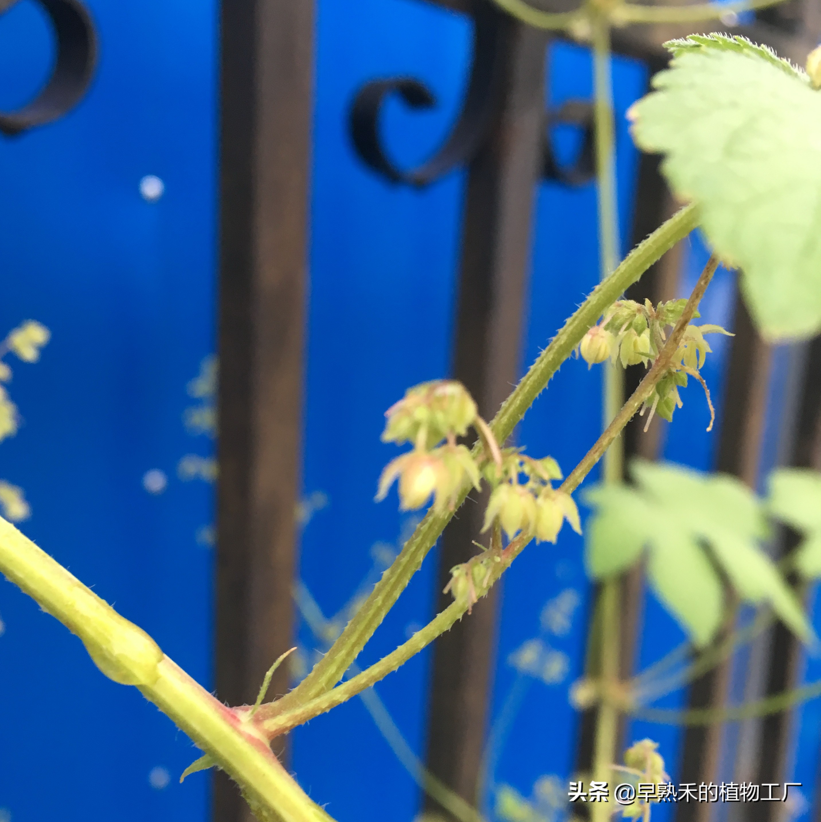 身边普通的植物有哪些,身边被忽略的植物