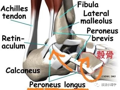 习惯性崴脚后康复训练,习惯性崴脚康复锻炼