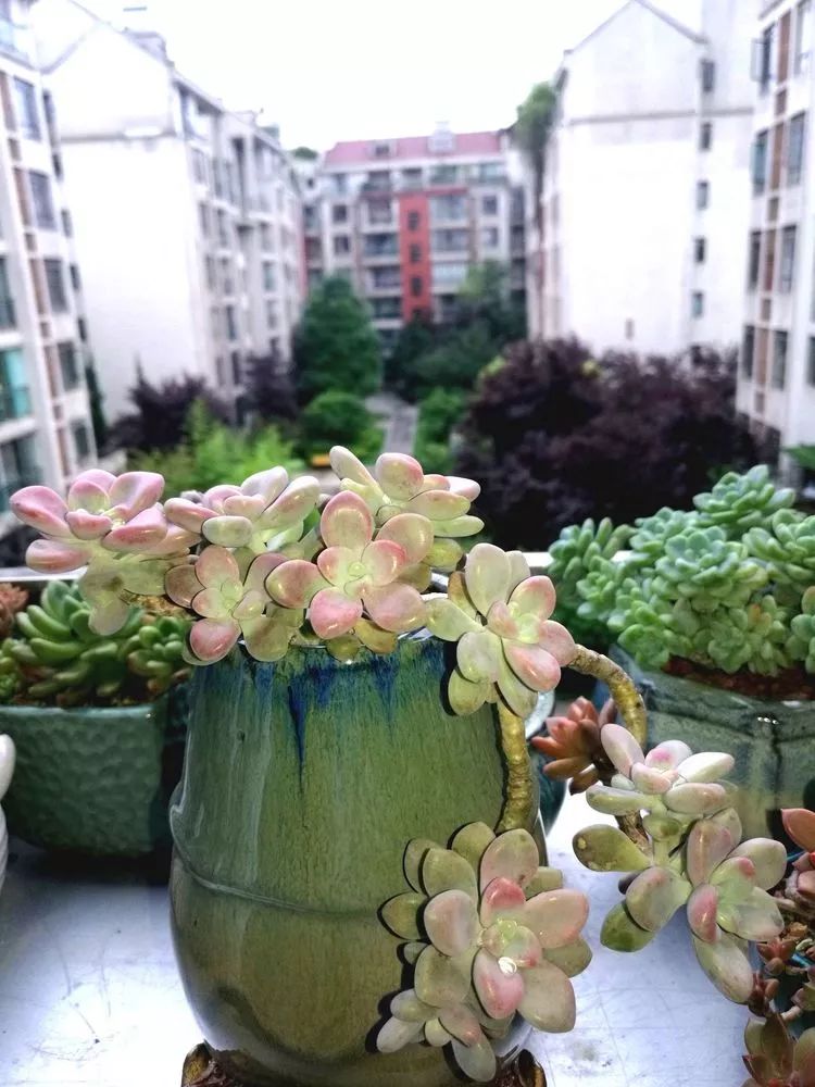 冬日暖阳邂逅最美的多肉,冬日暖阳和多肉暖了我的心