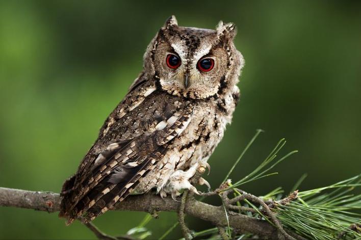 东江揽胜:收集常见鸟类图谱之猛禽篇,摄鸟人自留地,建议收藏