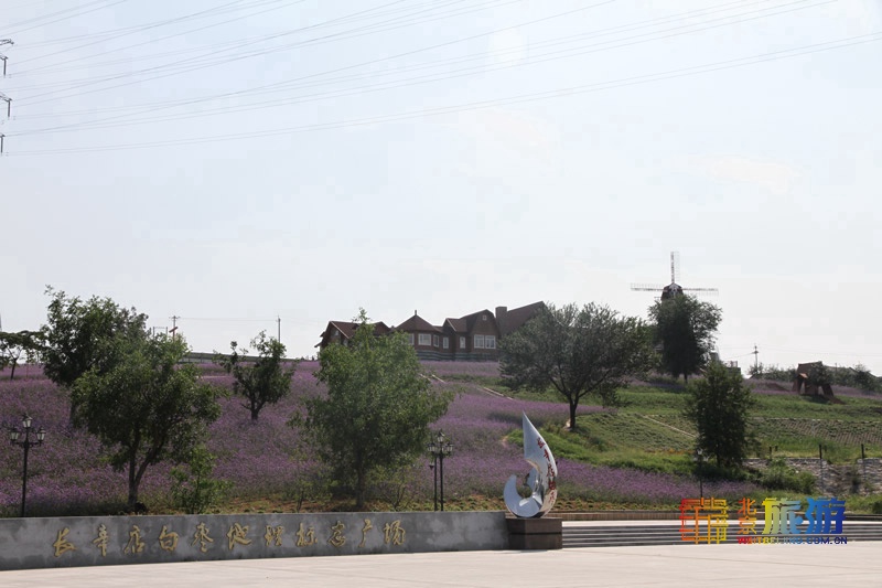 脆甜苹果新鲜水果,脆甜的苹果有什么品种