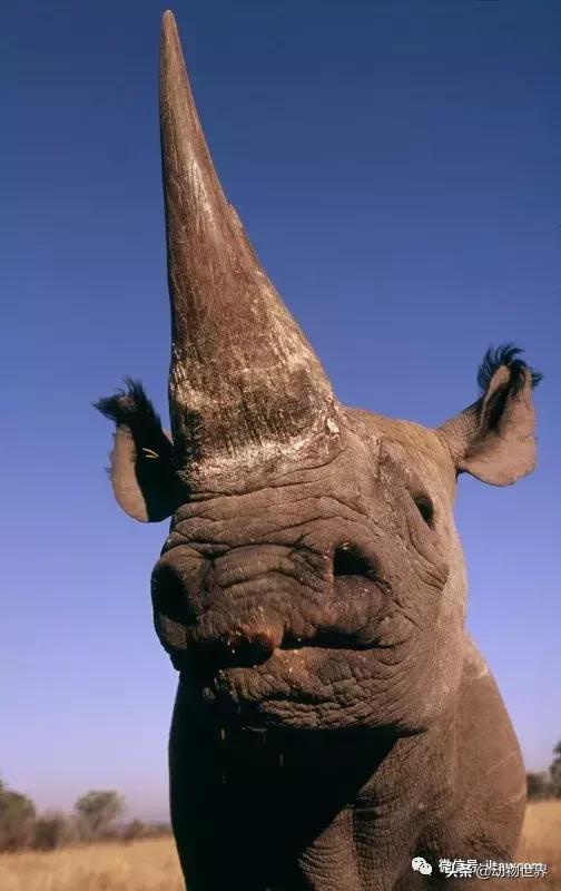 食草动物中的“斗士”-黑犀