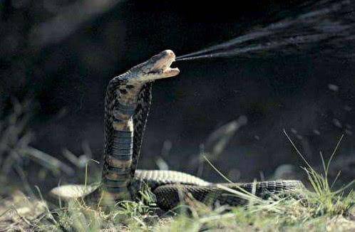 家中闯入眼镜王蛇,女子家中发现2米的眼镜王蛇