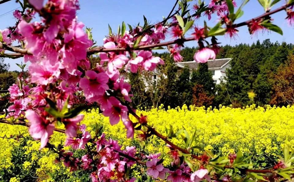 阳春3月桃花与油菜花交相辉映,三月的油菜花和樱花好看吗