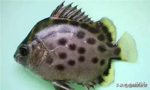 深圳常见的海鱼有哪些,新鲜海鱼有点小贵