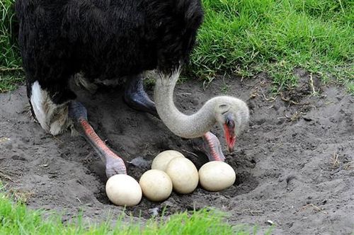 养殖鸵鸟怎么养殖得快些,为什么不建议养殖鸵鸟