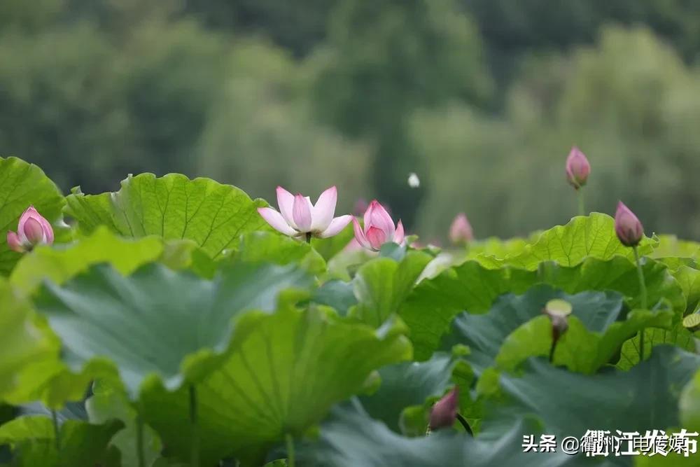 赏荷地图最新版,衢州赏荷