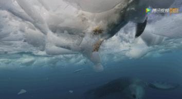 炸裂9.9,BBC再出神片,美得让人脸红