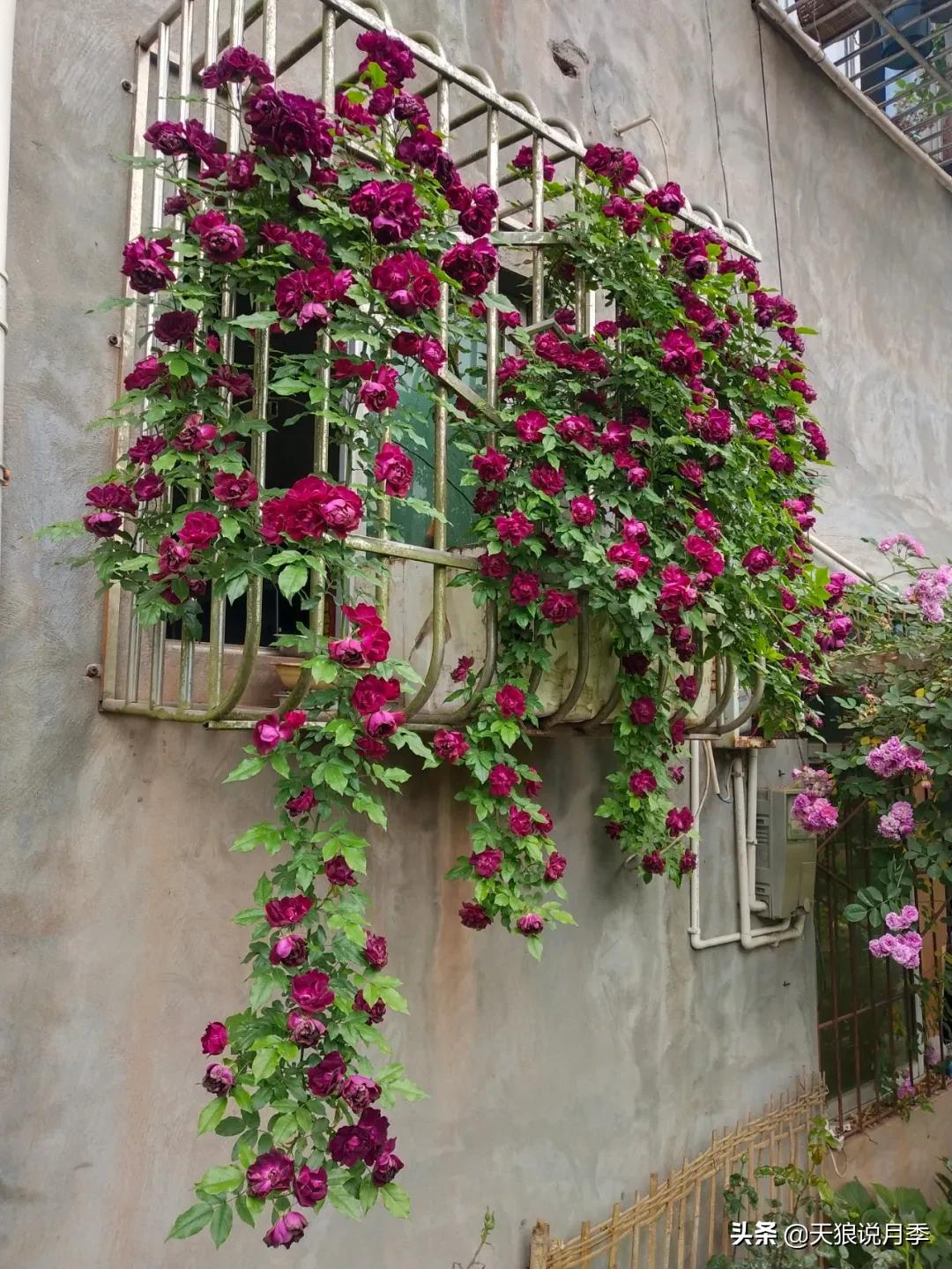 月季春季第一波花要不要剪,月季春季第一波花开后嫁接