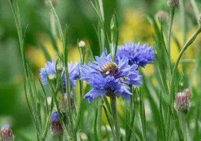 100种花的英文和花语是什么,100种花的花语以及送花礼仪分享