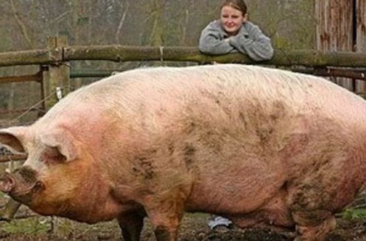如果猪一直养能长到多少斤,猪一直不杀能养到多重