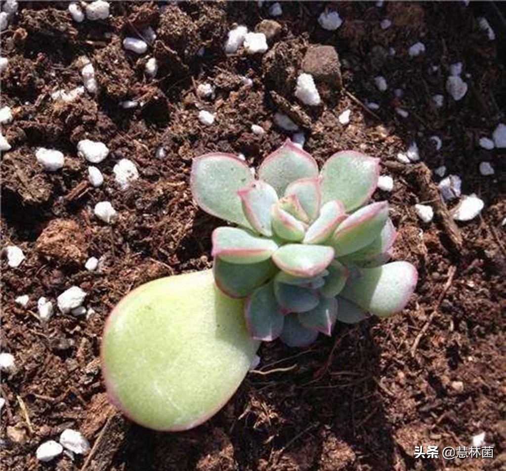 不同的多肉配不同的土，多肉配土秘籍大全