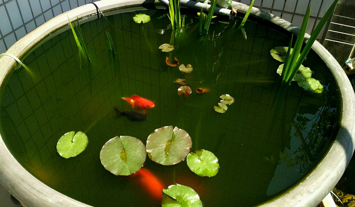 桌面鱼缸新手入门,新手鱼缸入门教程视频