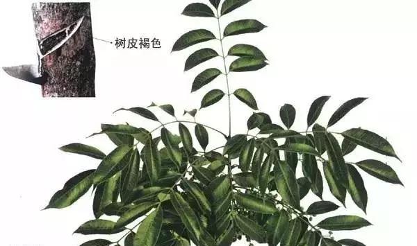 从刷涂料到乳胶漆的过程,桐油漆与水性油漆的优缺点