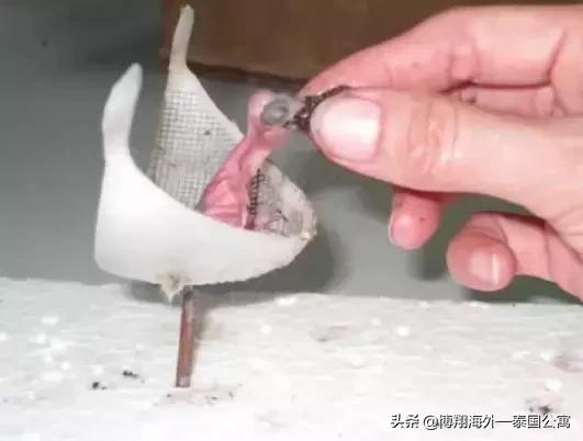 泰国燕窝比马来好些吗,印尼燕窝和马来西亚燕窝区别