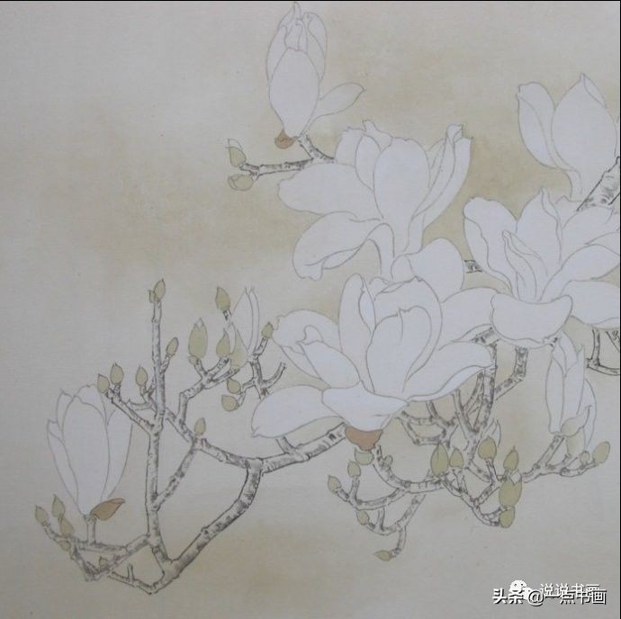 玉兰花的画法和枝干布局,玉兰花的素描画法步骤图