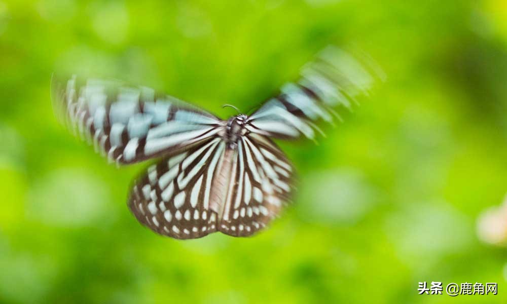蝴蝶为什么不会直线飞,为什么蝴蝶不会飞