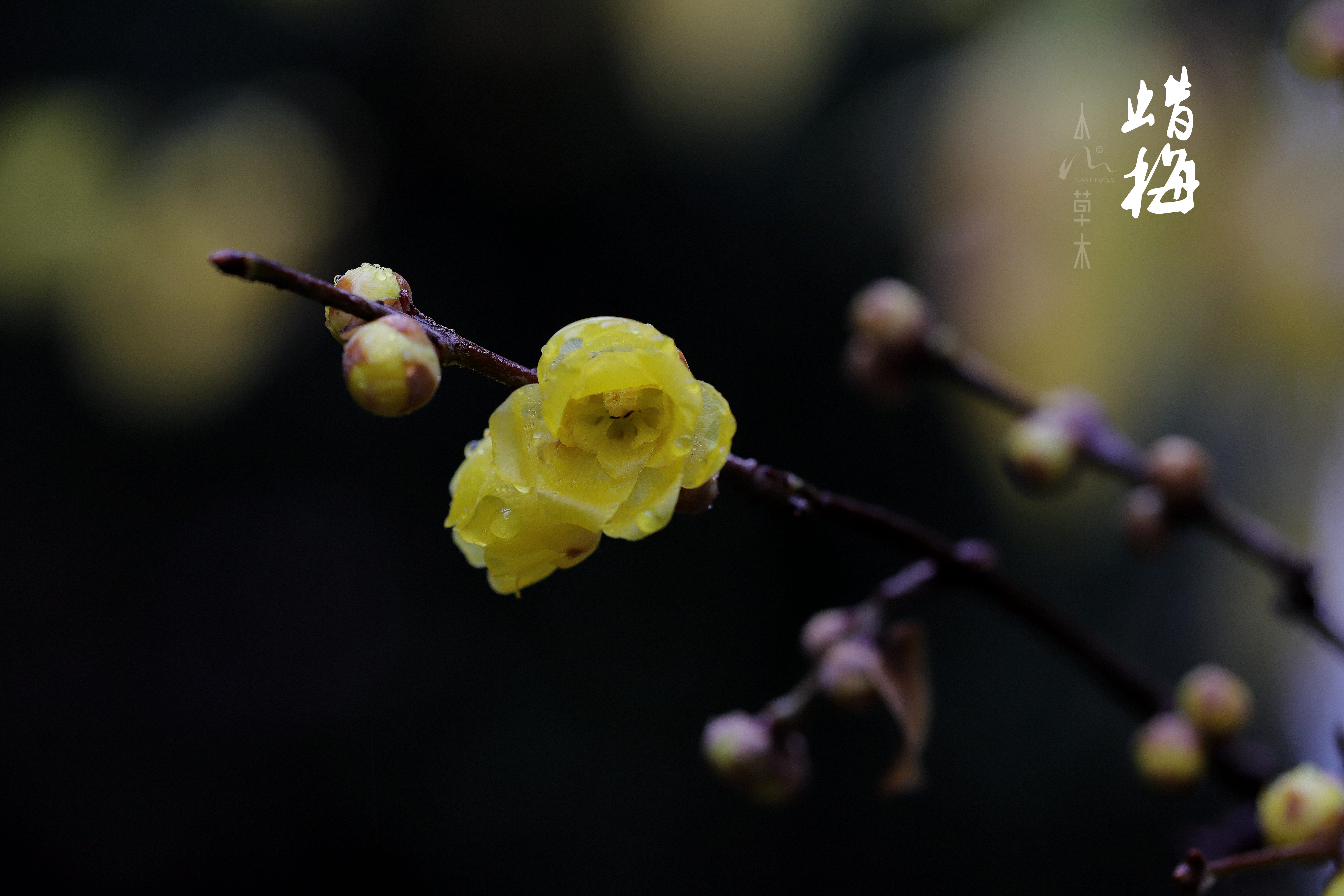 蜡梅|故人未寄岭头信，先报江南春意来