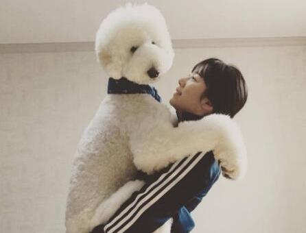 细数巨型贵宾犬的优缺点,怎么样才能够把巨型贵宾犬养好