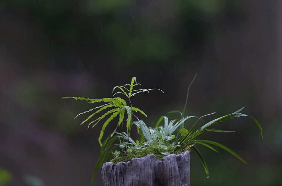 绿植滴水观音有毒吗,滴水观音有毒室内养对人有何危害