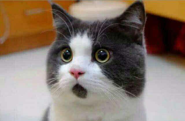 如何激怒喜欢猫咪的人,怎么可以激怒猫咪