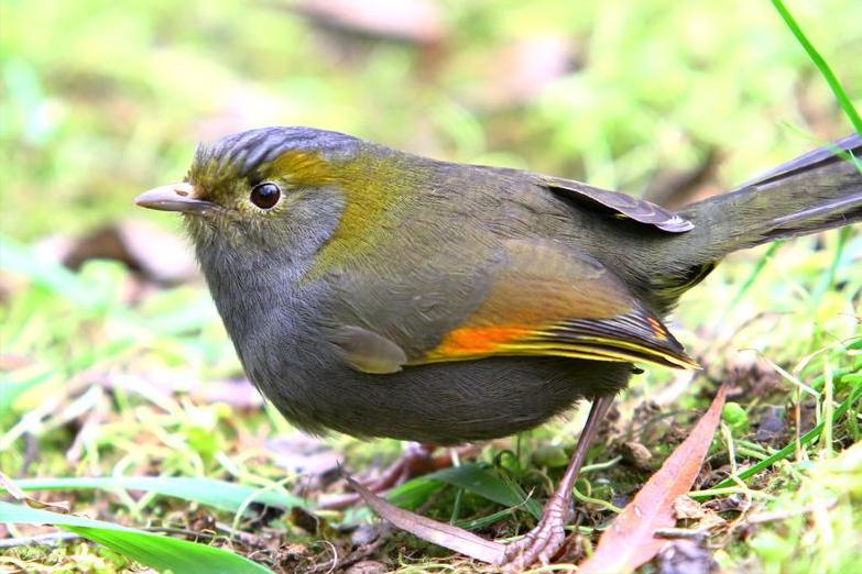 东江揽胜,惠州淡水常见鸟类图谱