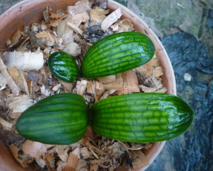 君子兰开花后变成三个头了咋养,君子兰怎样才能结子