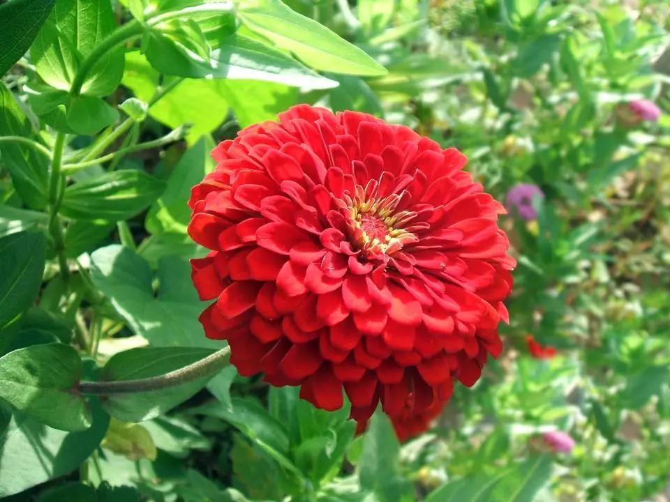 世界各国的国花集锦,英国国花世界各国的国花