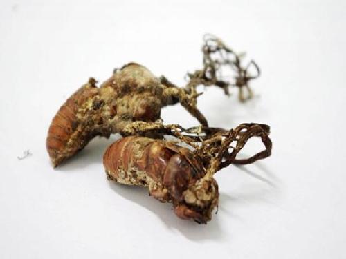 金蝉花中药怎么食用,药食同源话蝉花