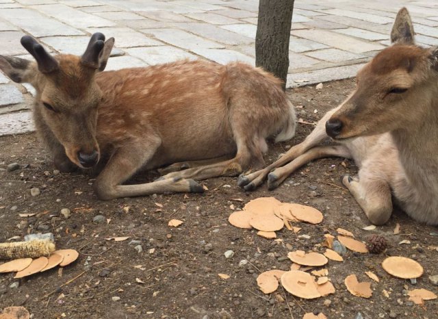 中国游客出国旅游回不来了,最不欢迎中国游客的三个国家